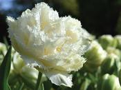 Tulip Double Fringed 'Snow Crystal' - 8 Bulbs image