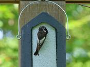 NKSW2 WoodStone Nest Box - 32 mm image