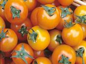 Ultimate Tomato Collection Seed Tin image