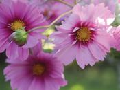 Cosmos Fizzy Pink Dark Centre