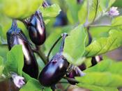 Patio Aubergine Jewel Jet F1