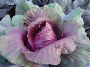 Pointed Red Cabbage Kalibos image