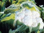 Overwintering Cauliflower Alpen F1