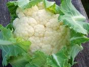 Overwintering Cauliflower Clemen F1