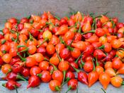 Chilli Pepper 'Button Red'