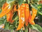 Sweet Pepper Coronor F1 image