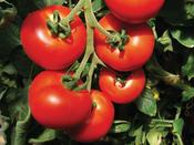 Slicing Tomato Previa F1