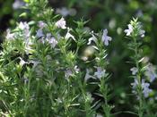 Winter Savoury - Herb Plants