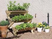 Stepped Herb Planter and Plants Special Offer image
