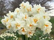 Narcissus Bulbs 'Sir Winston Churchill' - 5 or 100 bulbs