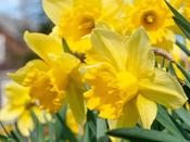 Narcissus (Large Cupped) Bulbs 'Carlton' - 6 or 100 bulbs image