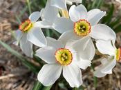 Narcissus Bulbs 'Pheasant Eye Recurvus'