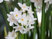 Narcissus Bulbs 'Paperwhite Ziva' - 5 or 50 bulbs