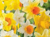 Daffodil Mix Pack - 100 Bulbs