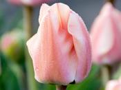 Tulip Triumph 'Apricona' - 7 Bulbs
