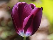 Tulip Triumph 'Kansas Proud' - 7 Bulbs