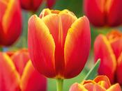 Tulip Triumph 'Verandi' - 7 Bulbs