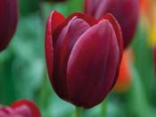 Tulip Triumph 'National Velvet' - 7 Bulbs