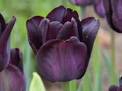 Tulip Triumph 'Paul Scherer' - 7 Bulbs