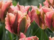 Tulip Viridiflora 'Artist' - 7 Bulbs