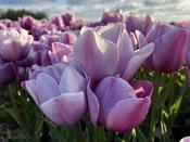 Tulip Single Late 'Blue Heaven' - 6 Bulbs image