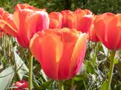 Tulip Darwin Hybrid 'Lighting Sun' - 6 Bulbs