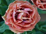 Tulip Double Late 'Copper Image' - 6 Bulbs