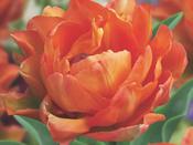 Tulip Double Late 'Orca' - 5 Bulbs