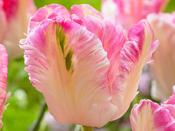 Tulip Parrot 'Cabanna' - 5 Bulbs
