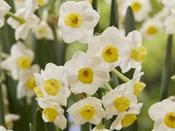 Narcissus 'Avalanche' - 5 Bulbs