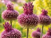 Allium 'Red Mohican' - 2 Bulbs