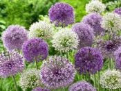 Allium 'Mixed Colours' - 40 Bulbs