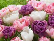 Tulip Double Late 'Pastel Mixed' - 40 Bulbs