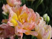 Tulip Double Late 'Password' - 8 Bulbs