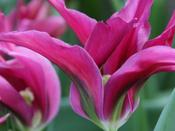 Tulip Viridiflora 'Purple Doll' - 8 Bulbs