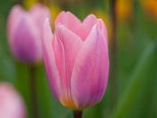 Tulip Darwin Hybrid 'Light &amp; Dreamy' - 8 Bulbs