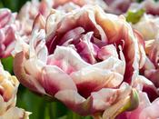 Tulip Double Late 'Wyndham' - 5 Bulbs