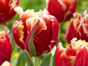Tulip Parrot 'Dee Jay' - 5 Bulbs