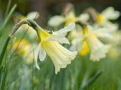 Narcissus 'W.P. Milner' - 10 Bulbs