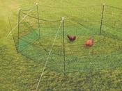 Net Fencing for Chickens - 50 m
