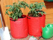 Tomato Planters 2 Pack