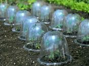Haxnicks Bell Shaped Cloche - 3 pack