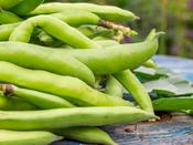 Broad Bean 'Aquadulce Claudia'