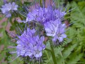 Green Manure 'Phacelia Tanacetifolia'