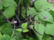 French Bean 'Purple Queen'