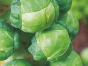 Brussels Sprout 'Igor' F1 image