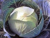 Cabbage (Summer) 'Stonehead F1'