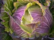 Cabbage (Winter) 'Deadon' image