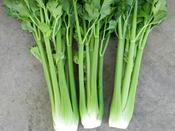 'Tall Utah' Celery Seeds