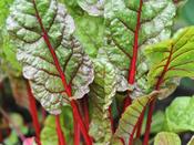 Chard 'Rhubarb Chard' image